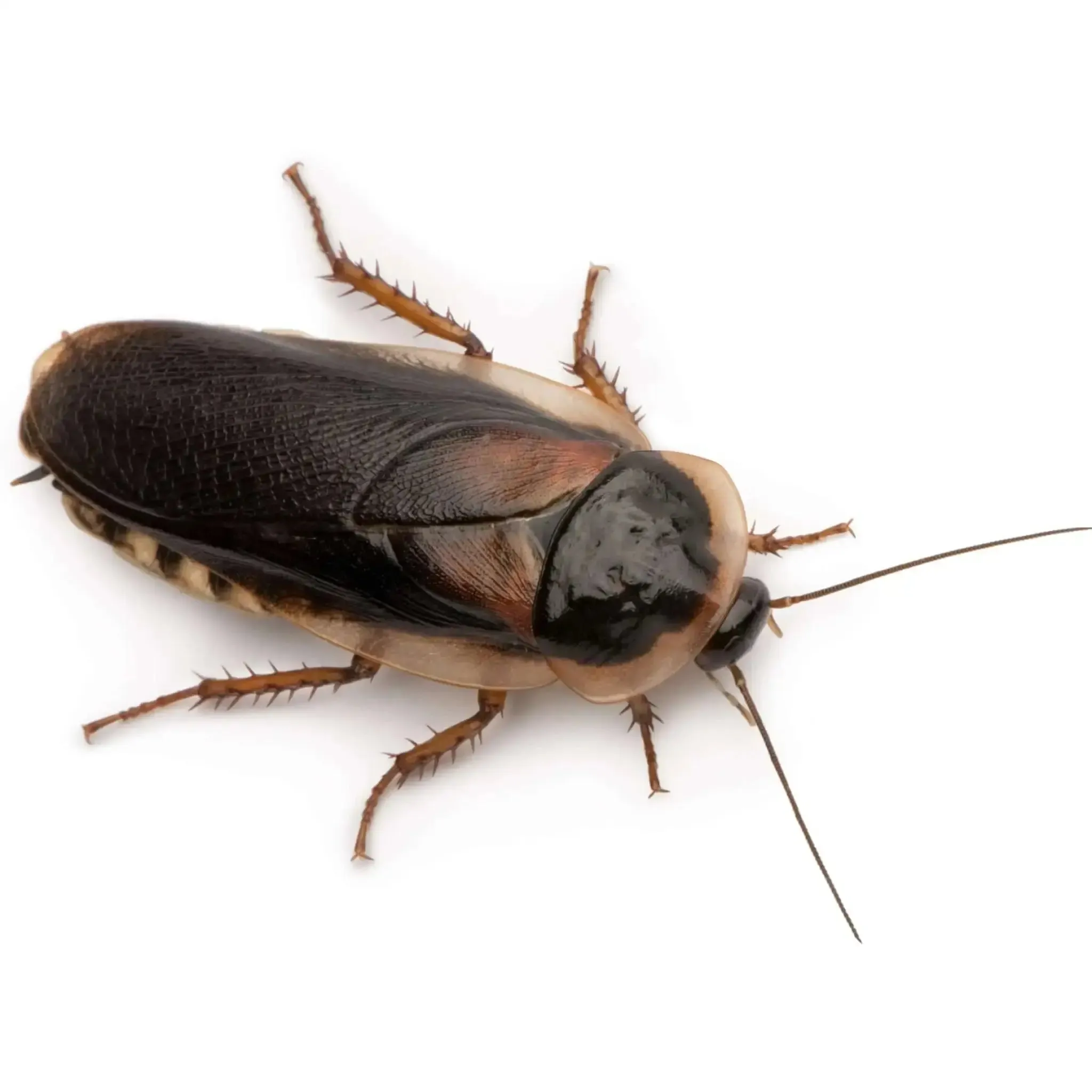 Adult Dubia Cockroaches 30-35mm