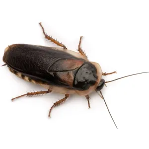 Adult Dubia Cockroaches 30-35mm