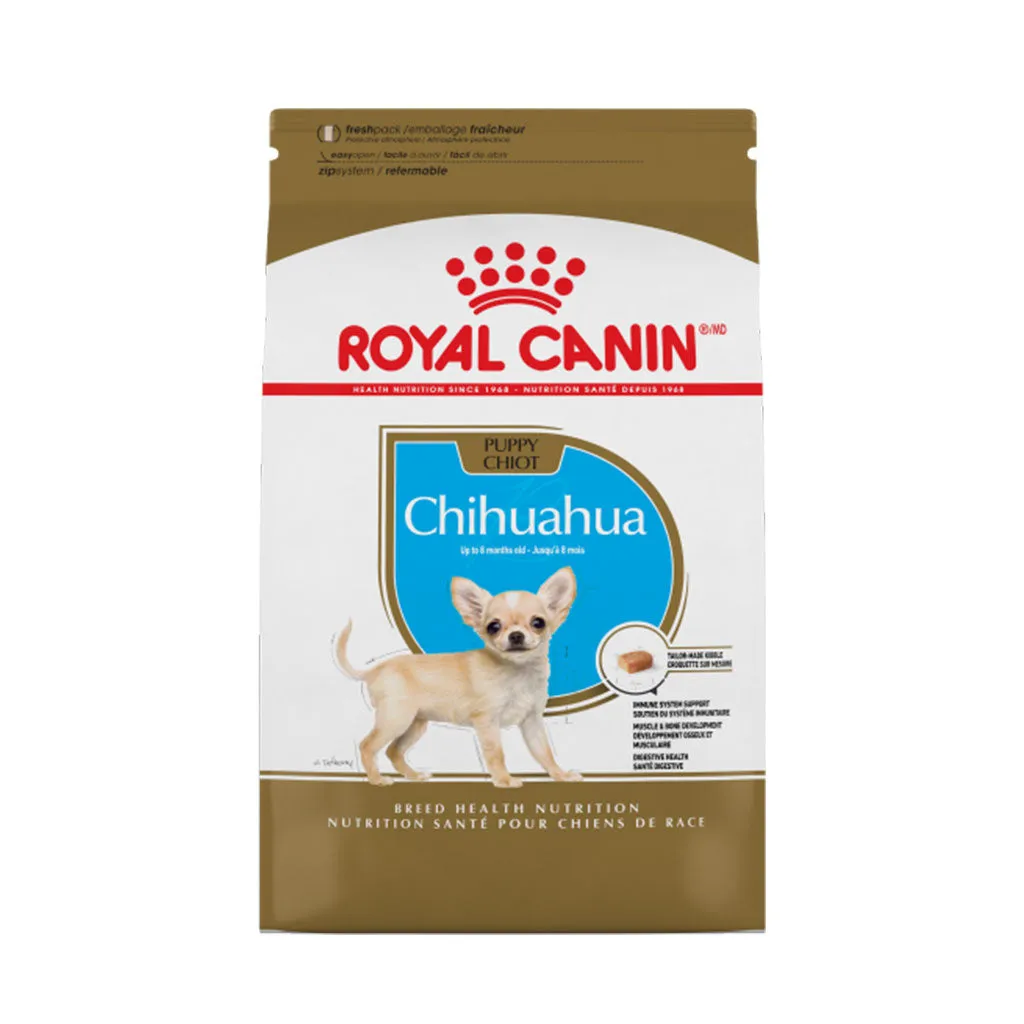 Chihuahua Puppy