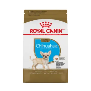 Chihuahua Puppy