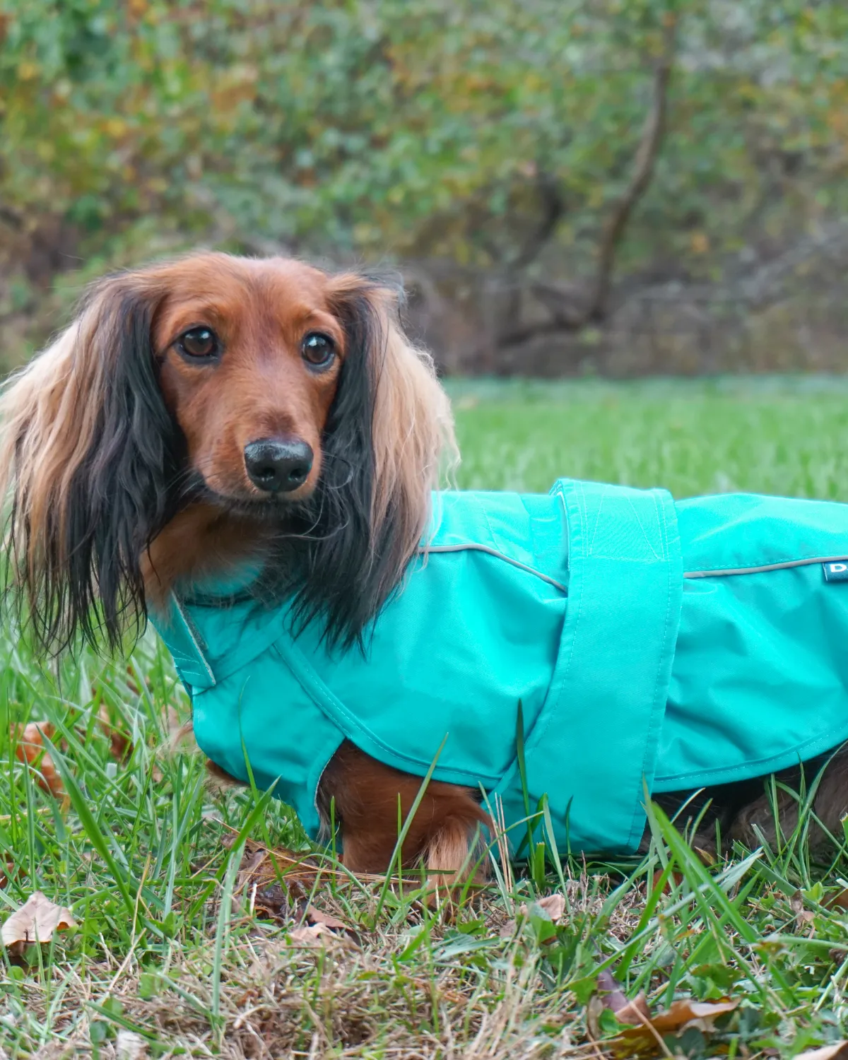 City Slicker Dog Jacket & Raincoat