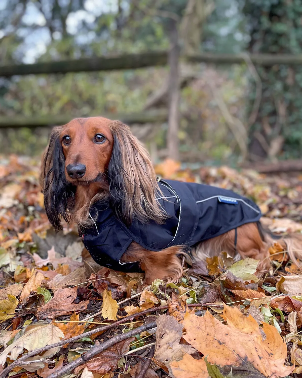City Slicker Dog Jacket & Raincoat