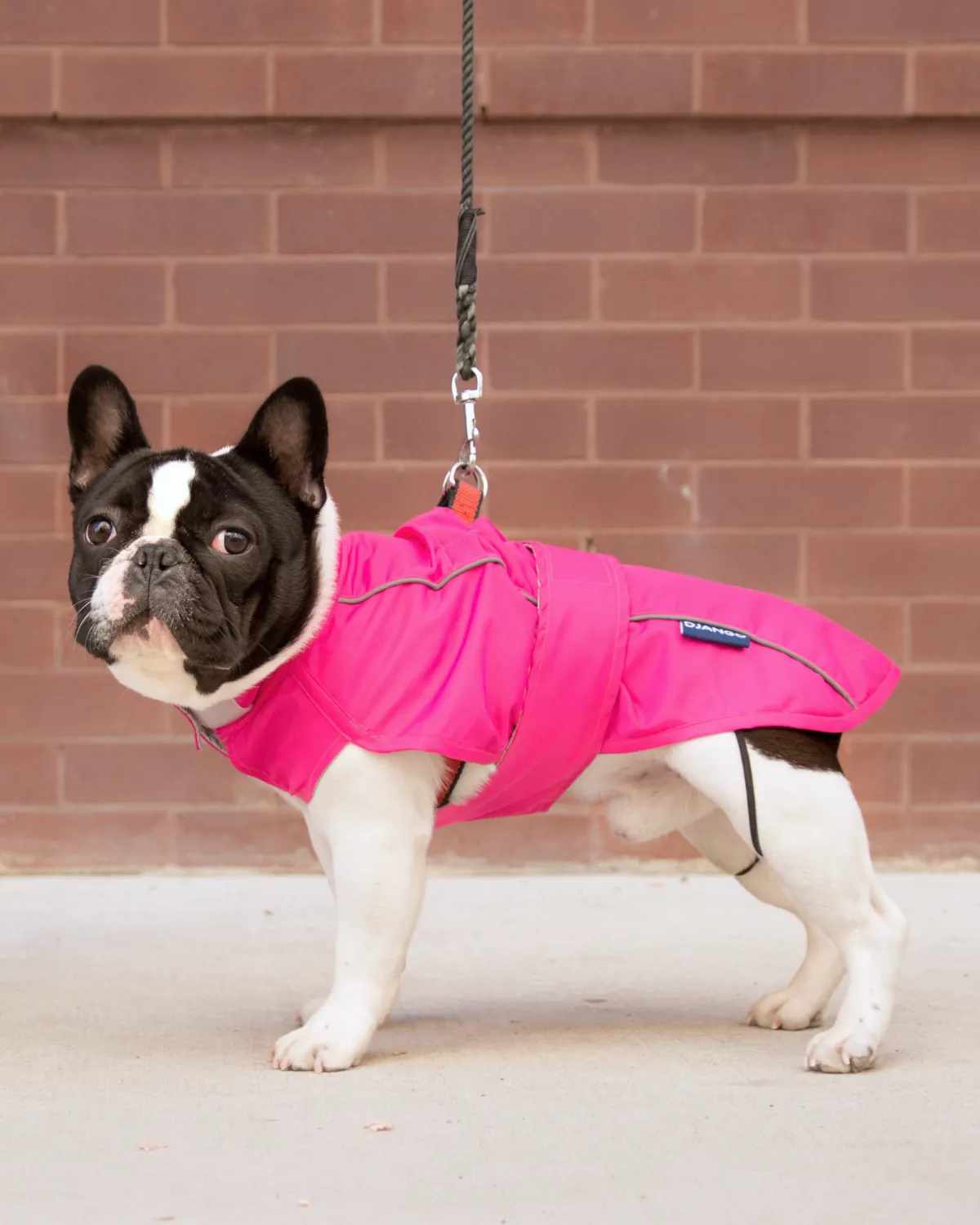 City Slicker Dog Jacket & Raincoat