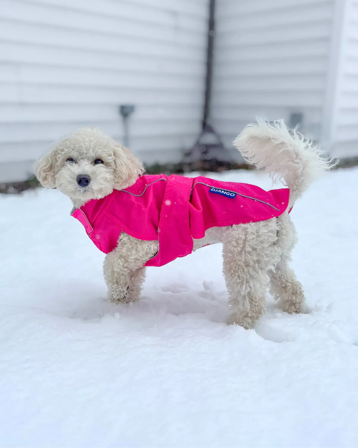City Slicker Dog Jacket & Raincoat