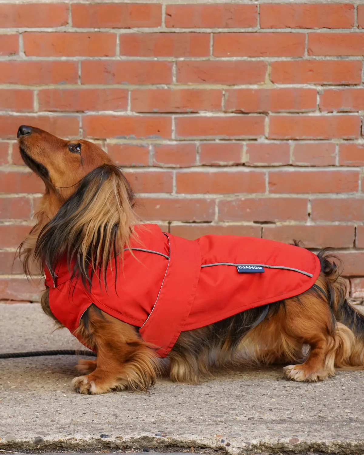 City Slicker Dog Jacket & Raincoat