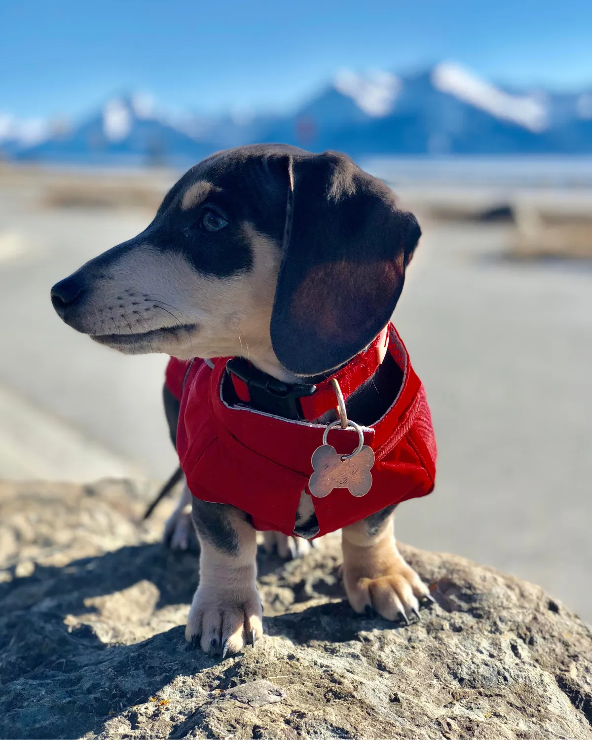 City Slicker Dog Jacket & Raincoat