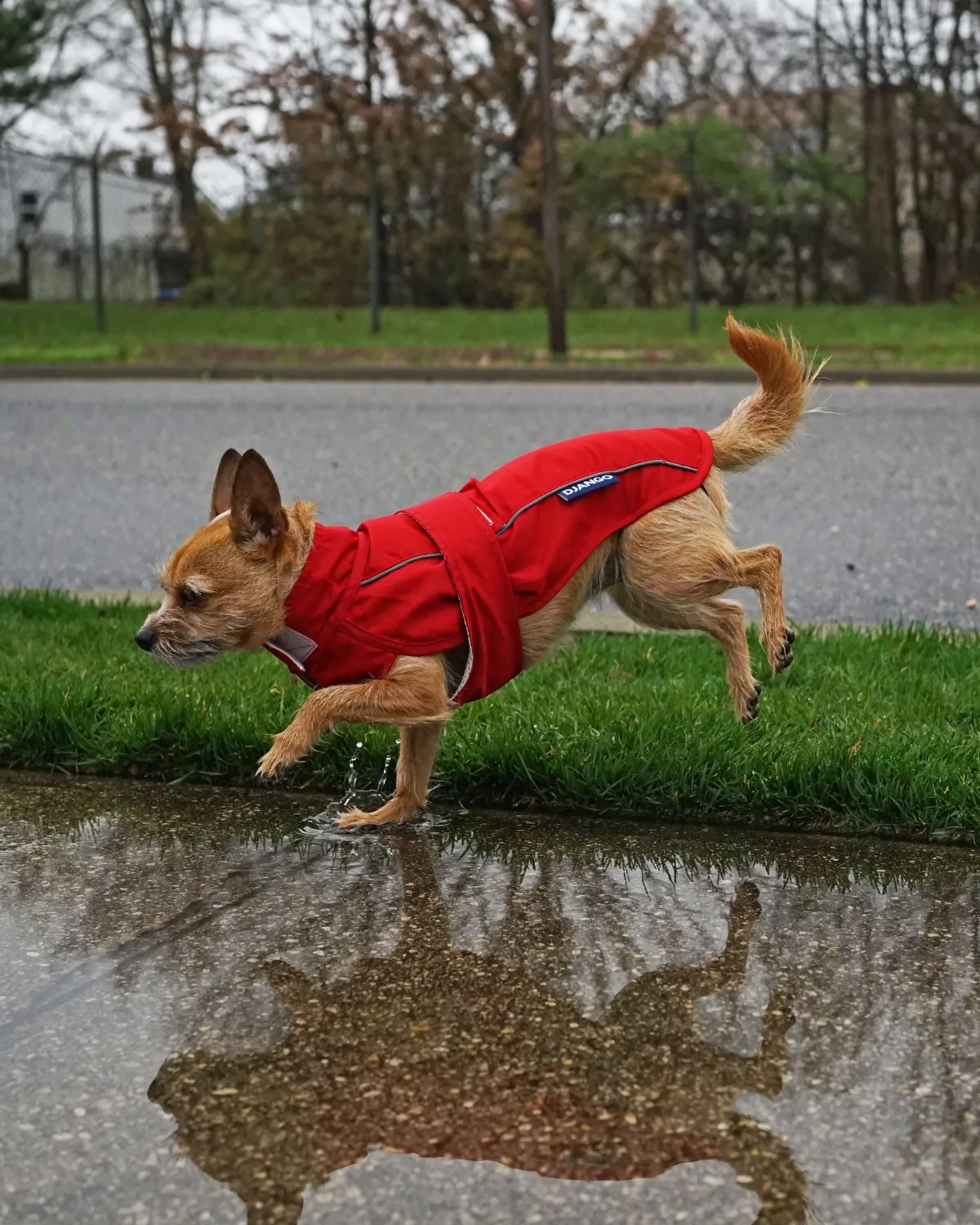 City Slicker Dog Jacket & Raincoat