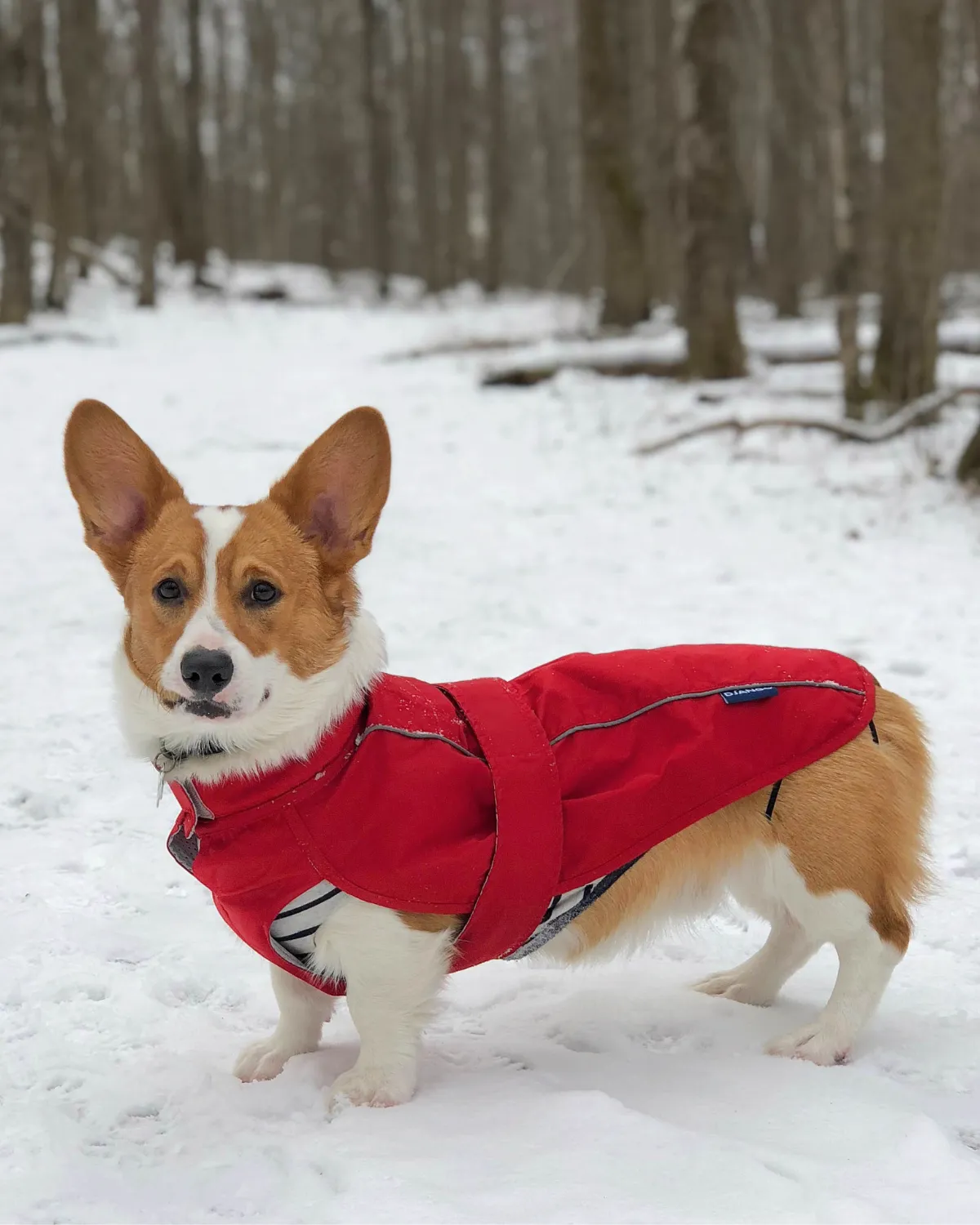 City Slicker Dog Jacket & Raincoat