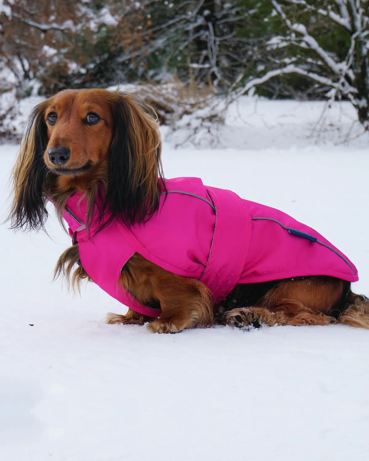 City Slicker Dog Jacket & Raincoat