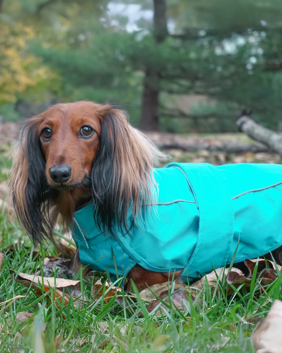 City Slicker Dog Jacket & Raincoat