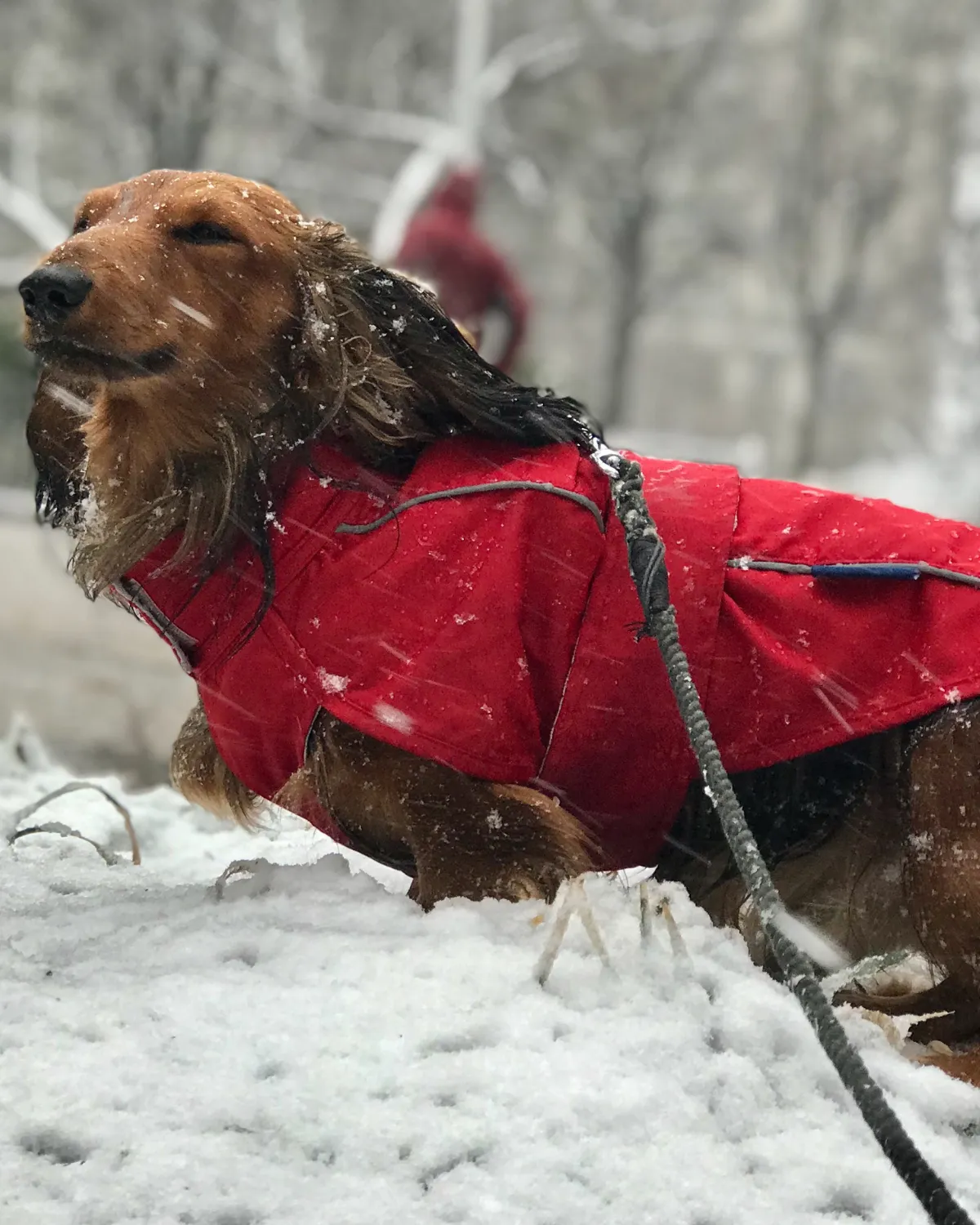 City Slicker Dog Jacket & Raincoat