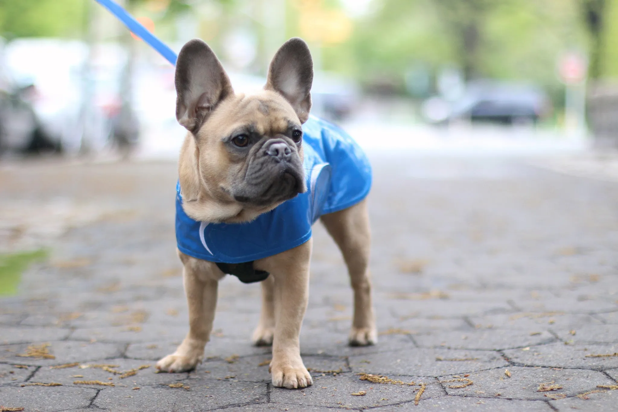 Dog Coat - Slickers, Raincoats - 18-28" - 6 Color Options