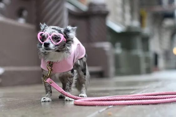 Dog Coat - Slickers, Raincoats - 8-16" - 6 Color Options