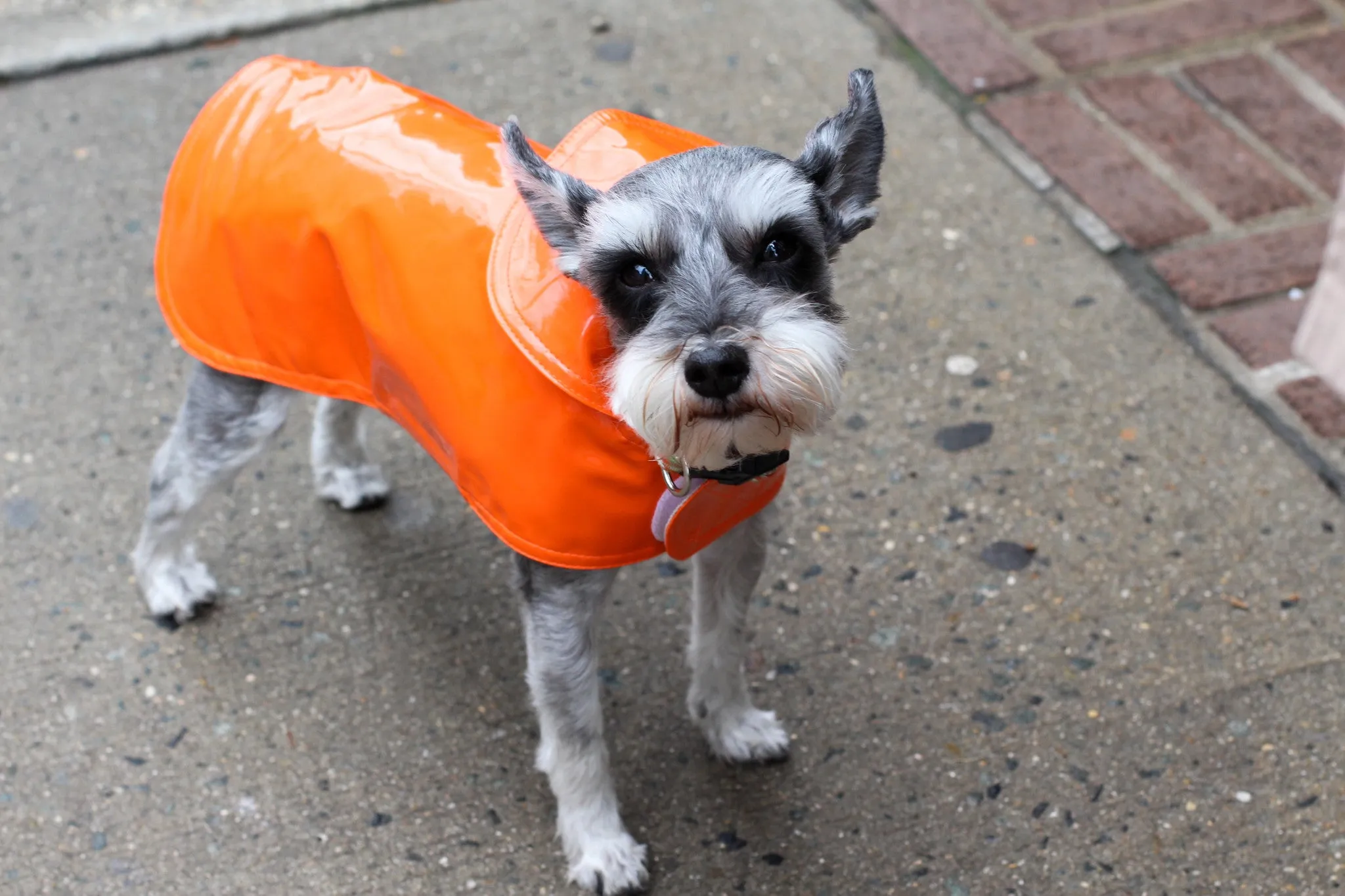 Dog Coat - Slickers, Raincoats - 8-16" - 6 Color Options
