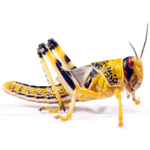 Medium Locusts 12-20mm
