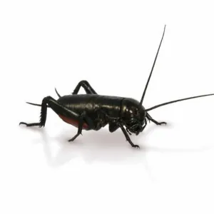 Medium Small Black Crickets 6-8mm