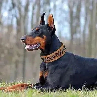 Rockstar Red Padded Leather Stud Dog Collar for Medium Breeds