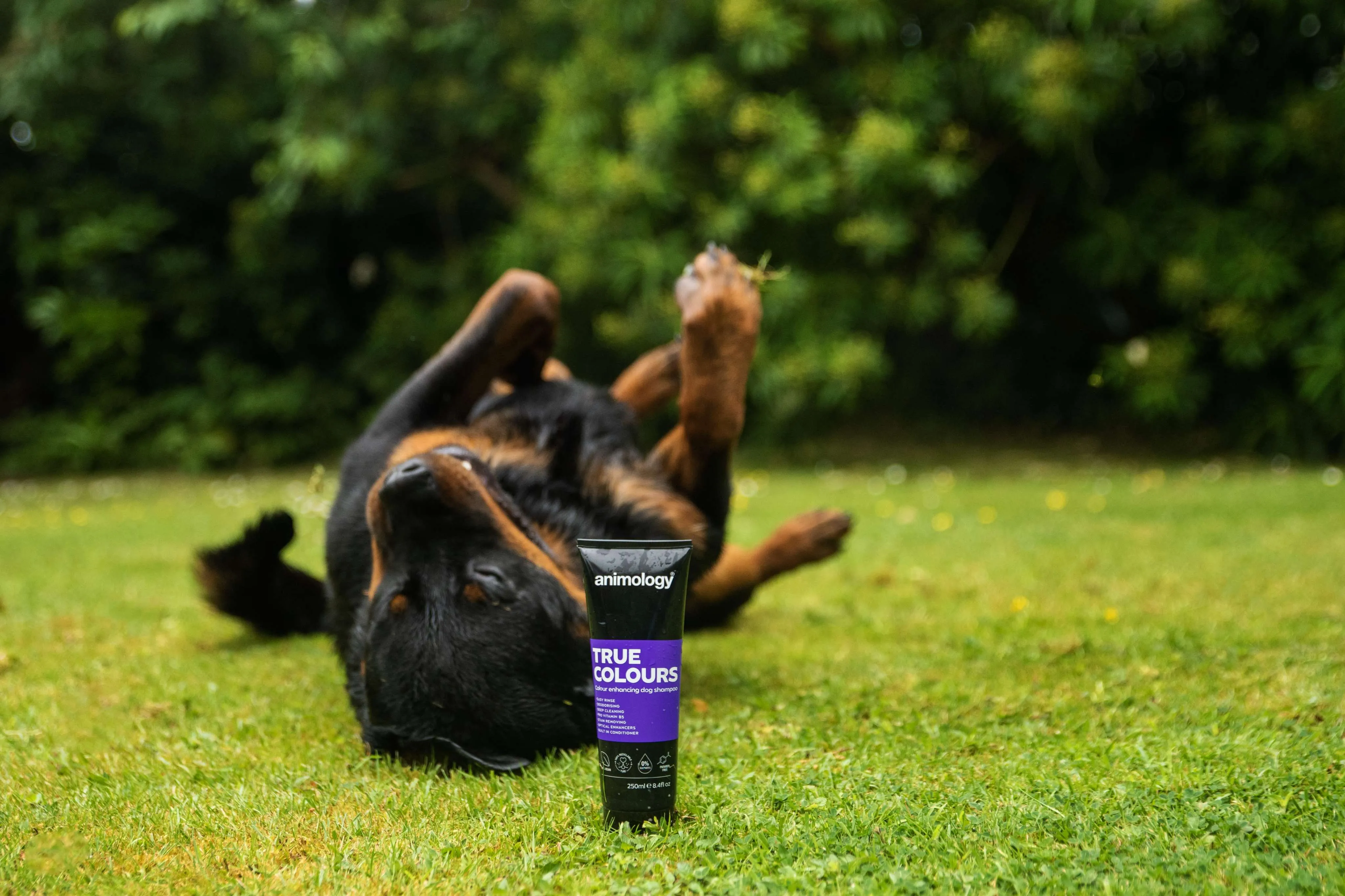 True Colours Dog Shampoo 250ml